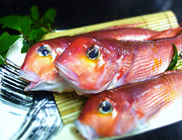 三国産　甘鯛（グジ）